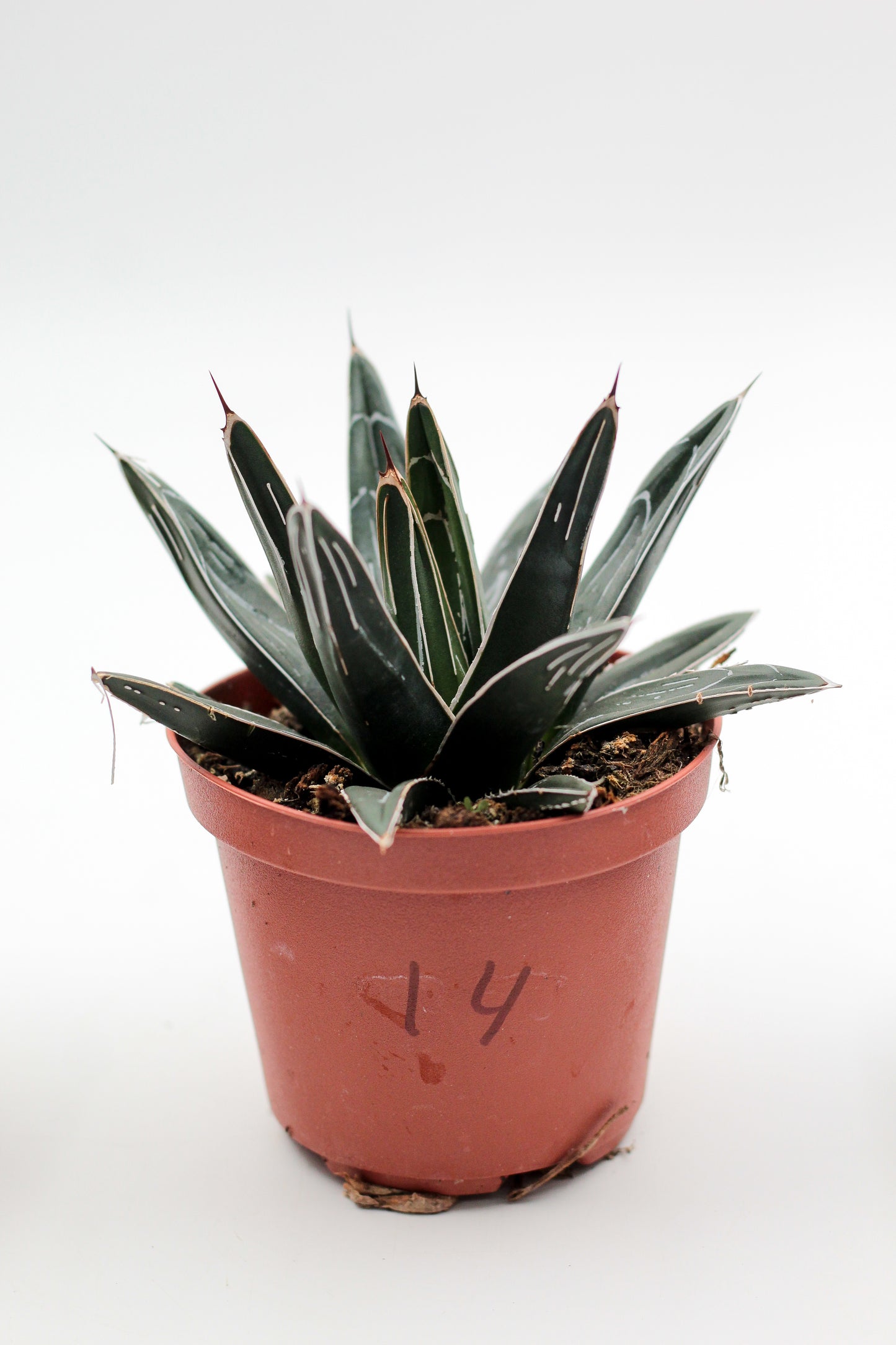 Cactus specials