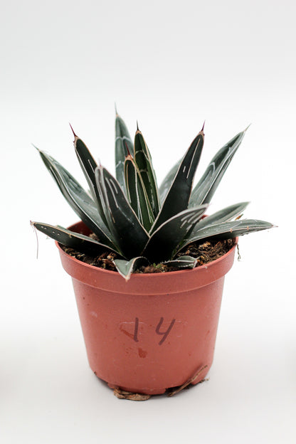 Cactus specials