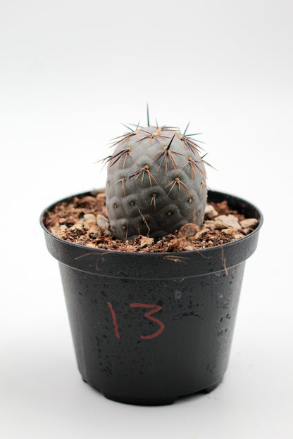 Cactus specials