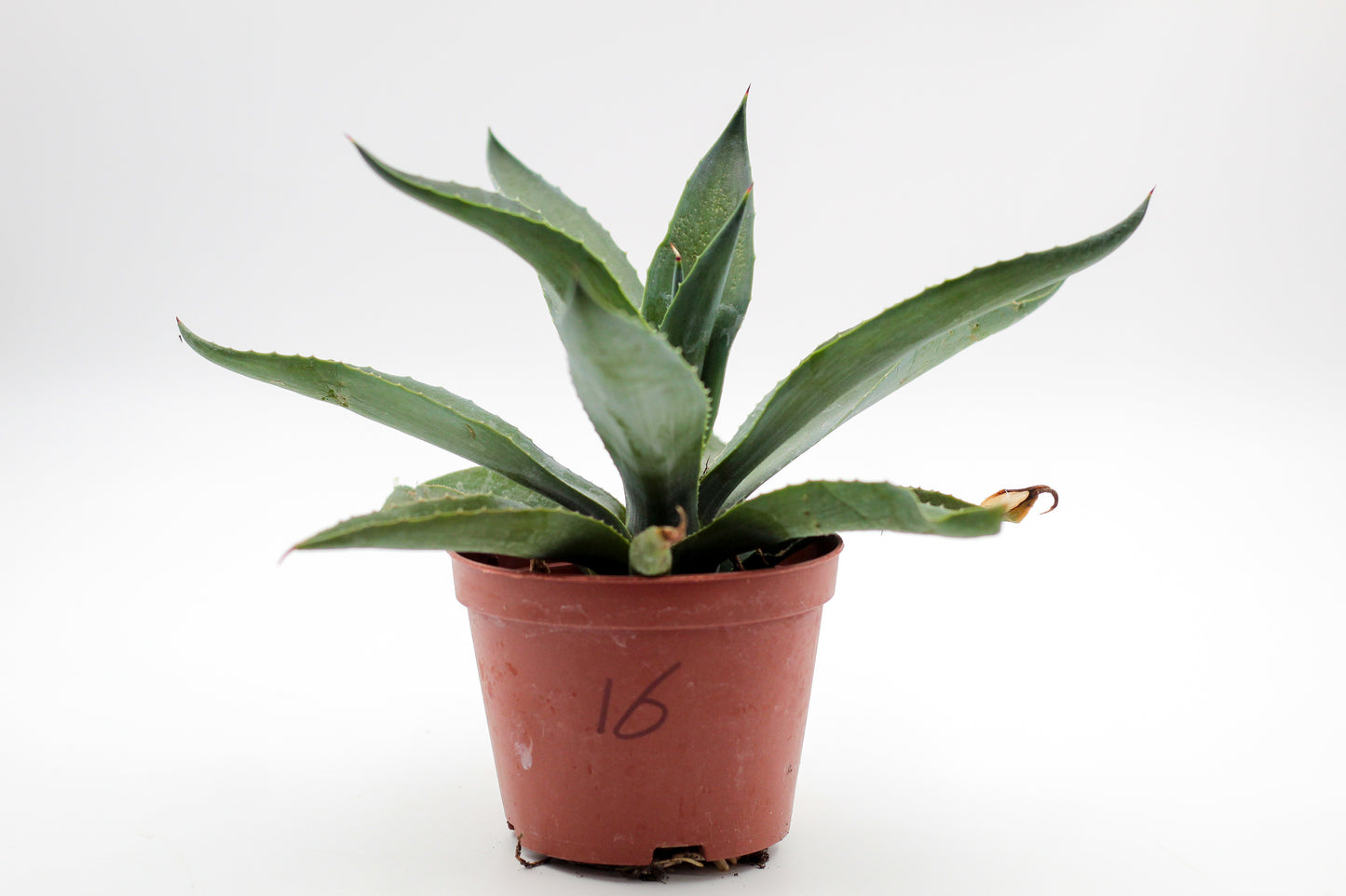 Cactus specials