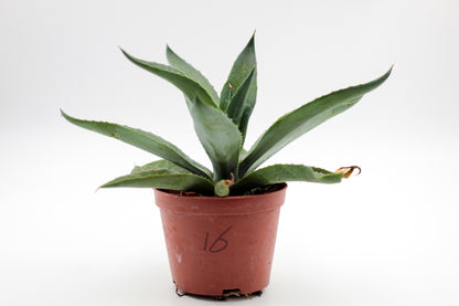 Cactus specials