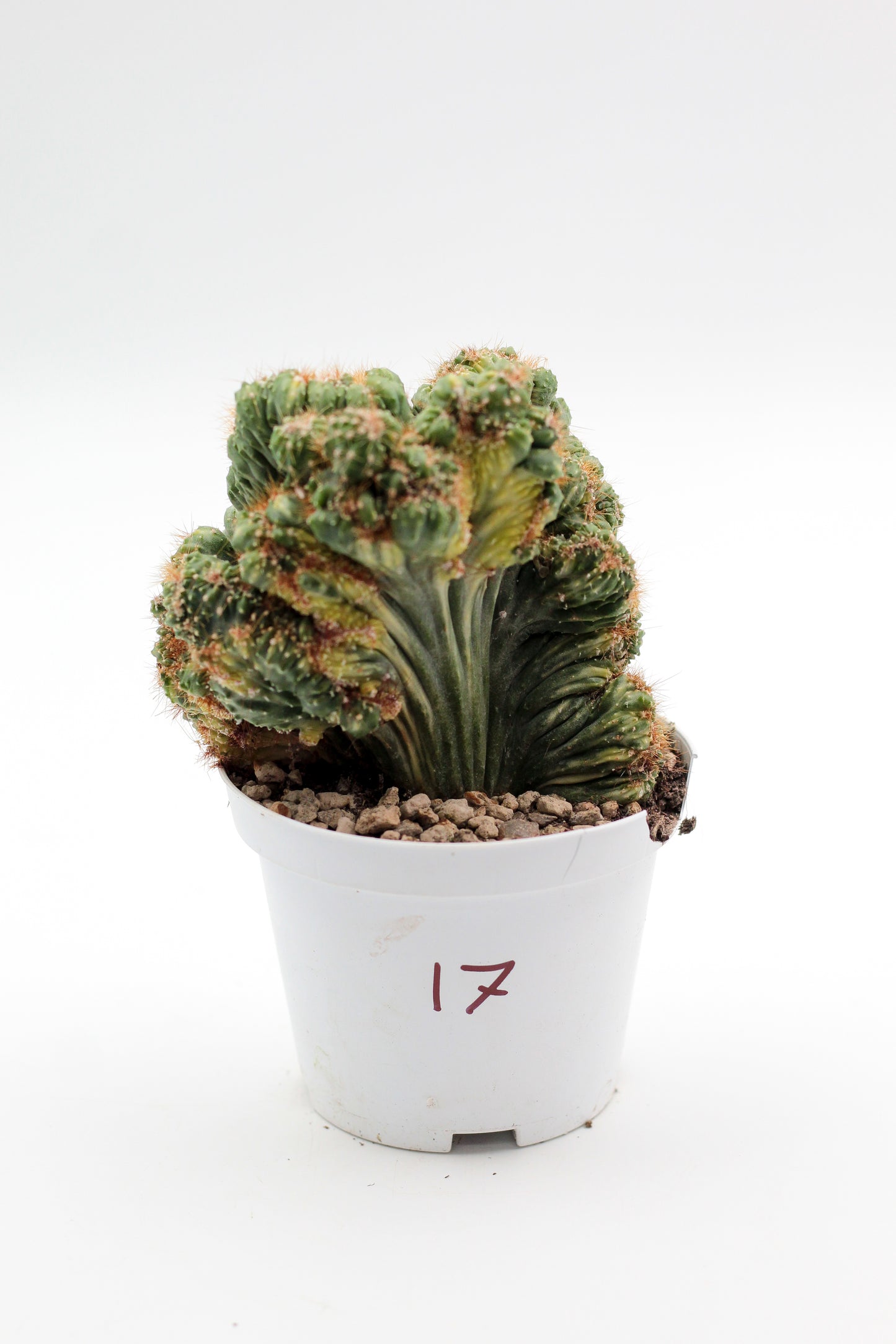Cactus specials
