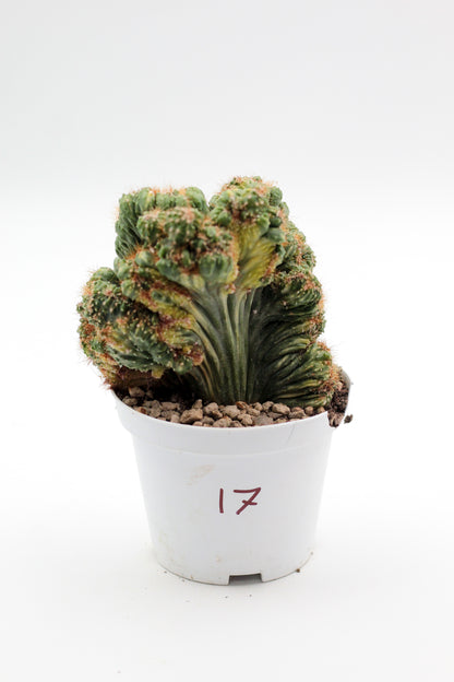 Cactus specials