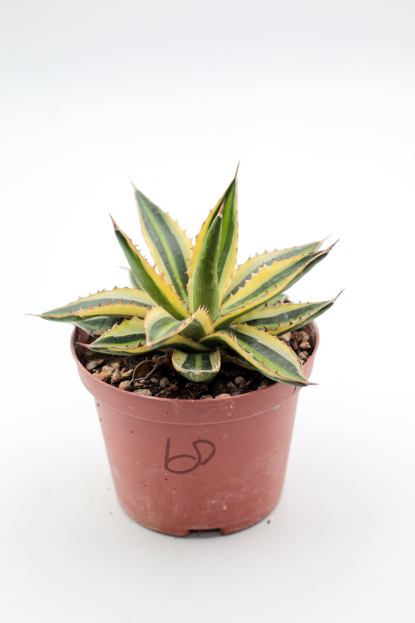 Cactus specials