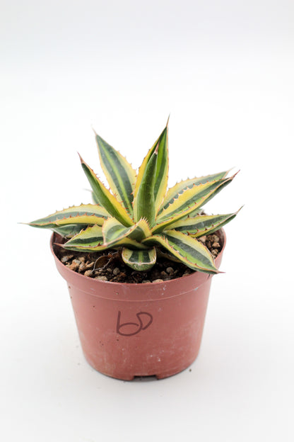 Cactus specials