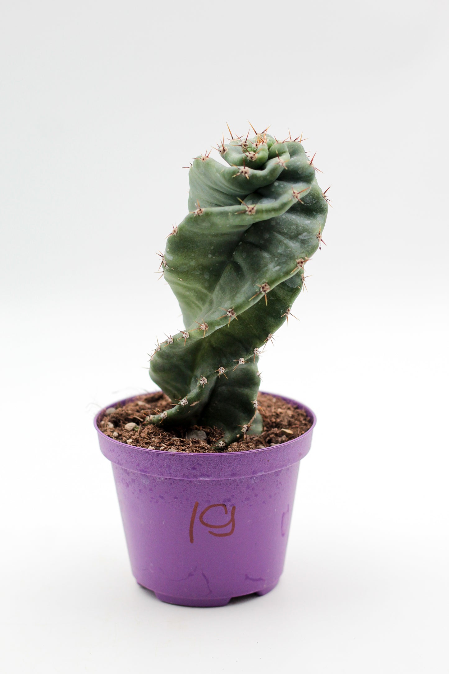 Cactus specials