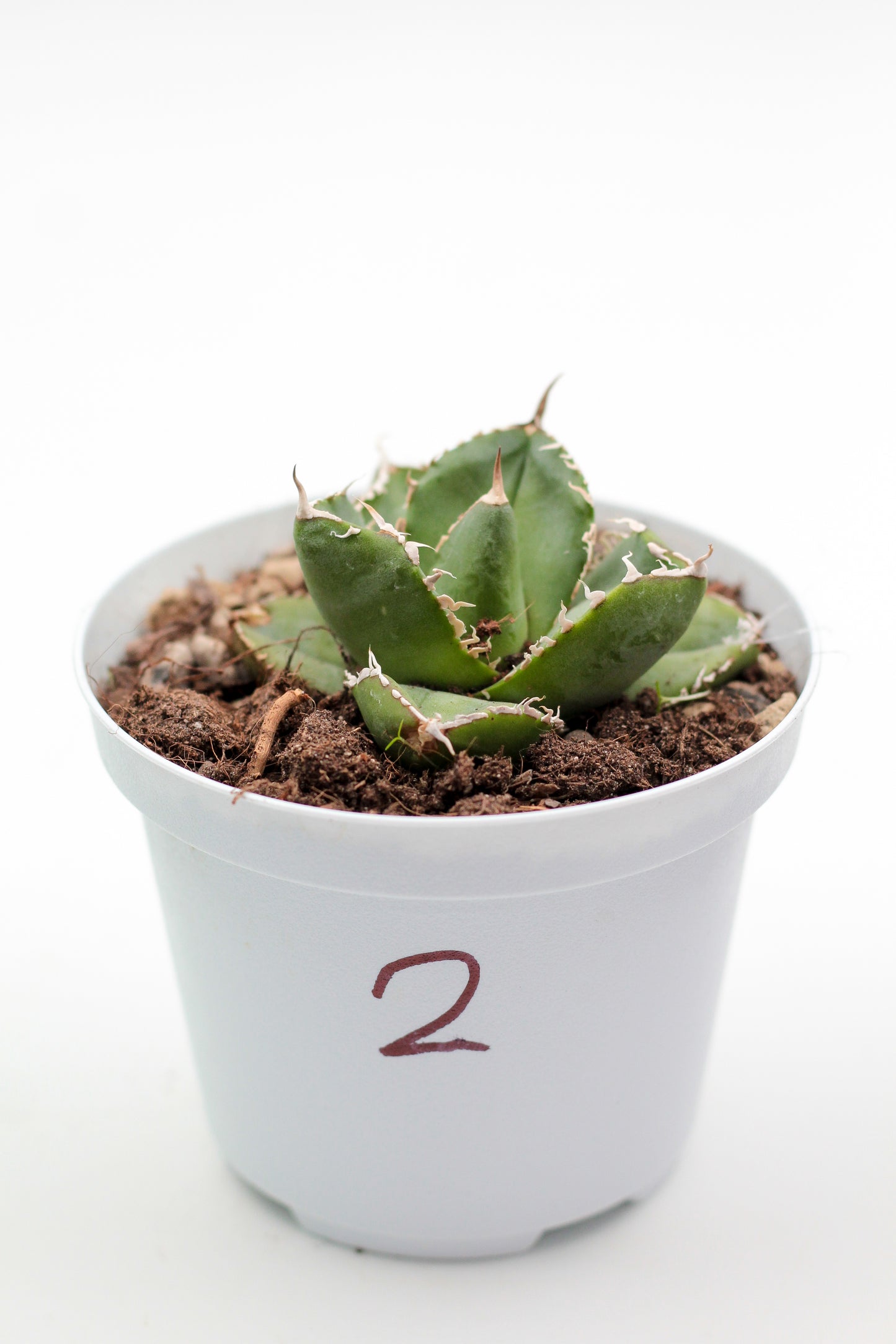 Cactus specials