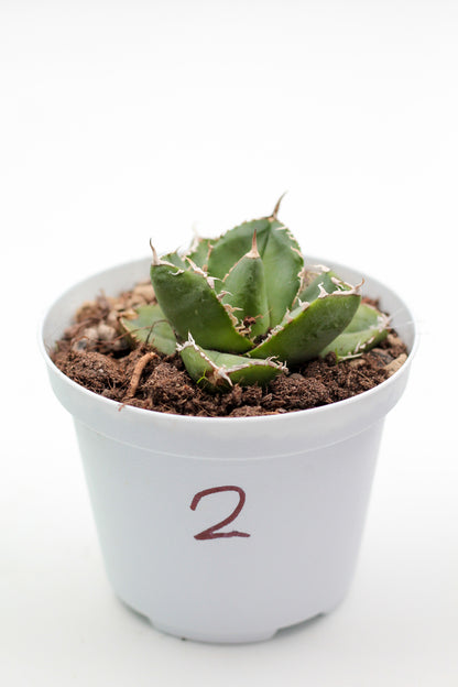 Cactus specials