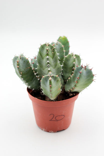 Cactus specials
