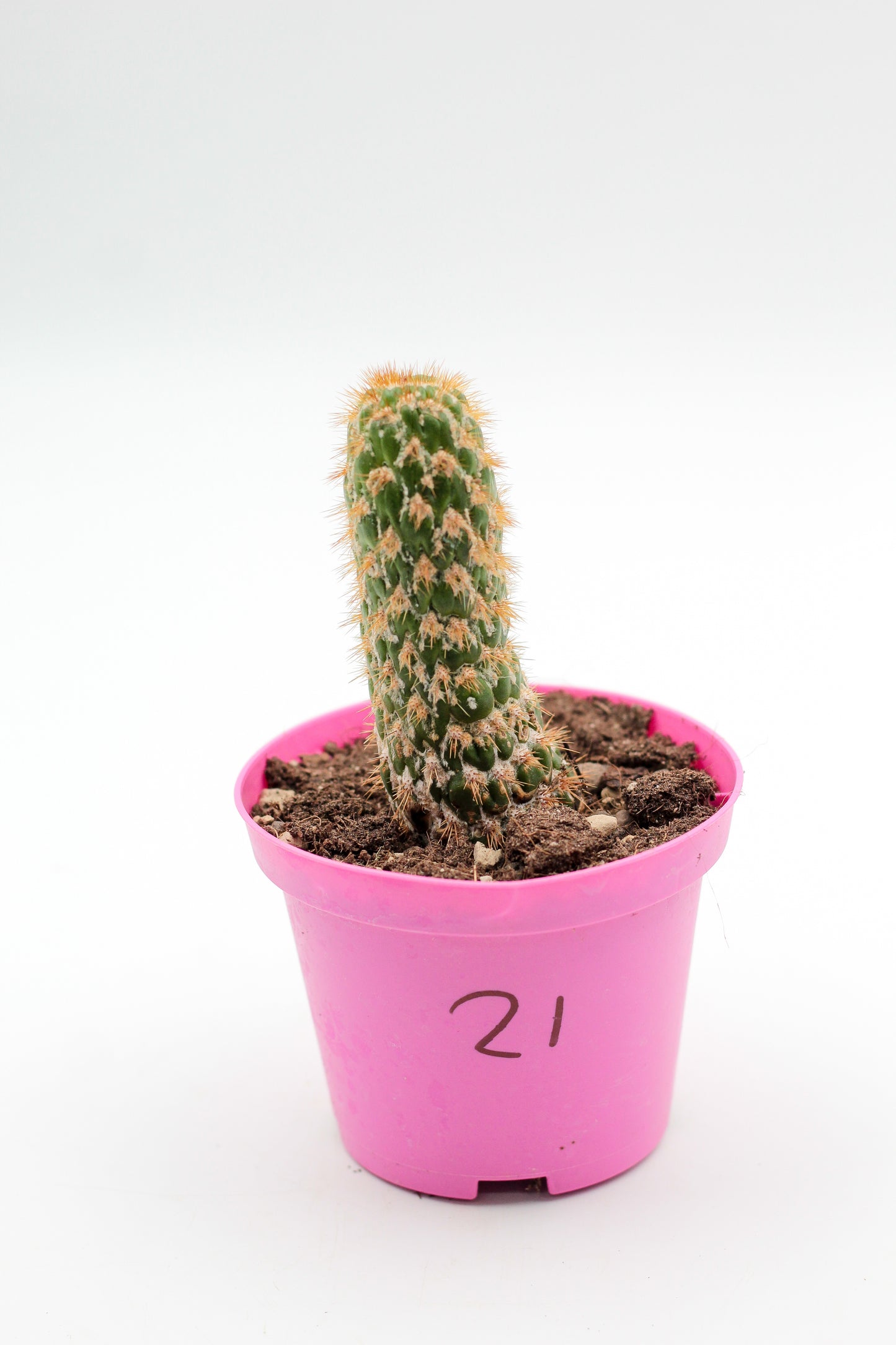 Cactus specials