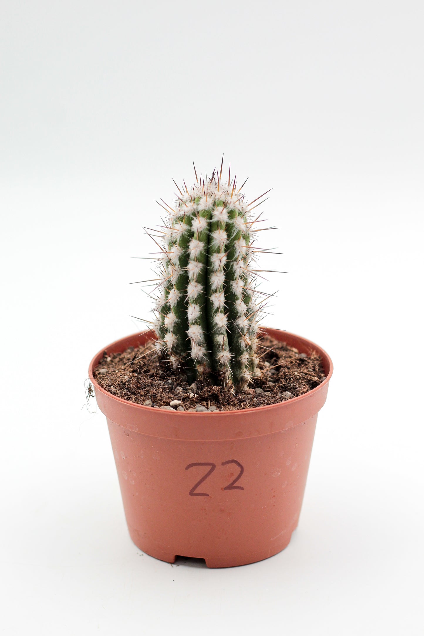 Cactus specials