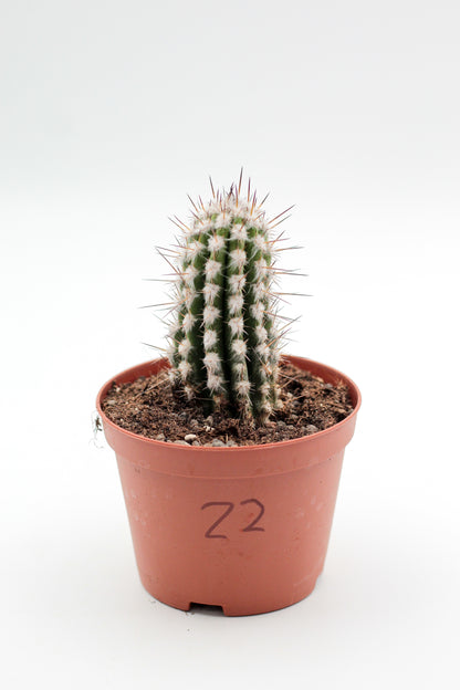 Cactus specials