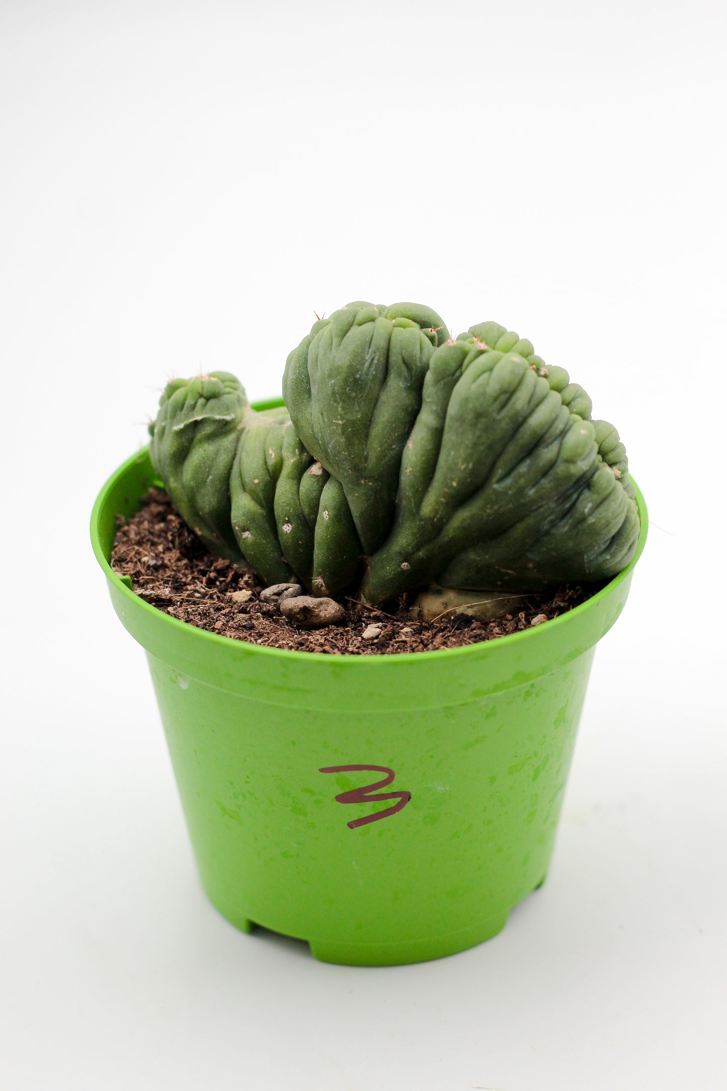Cactus specials