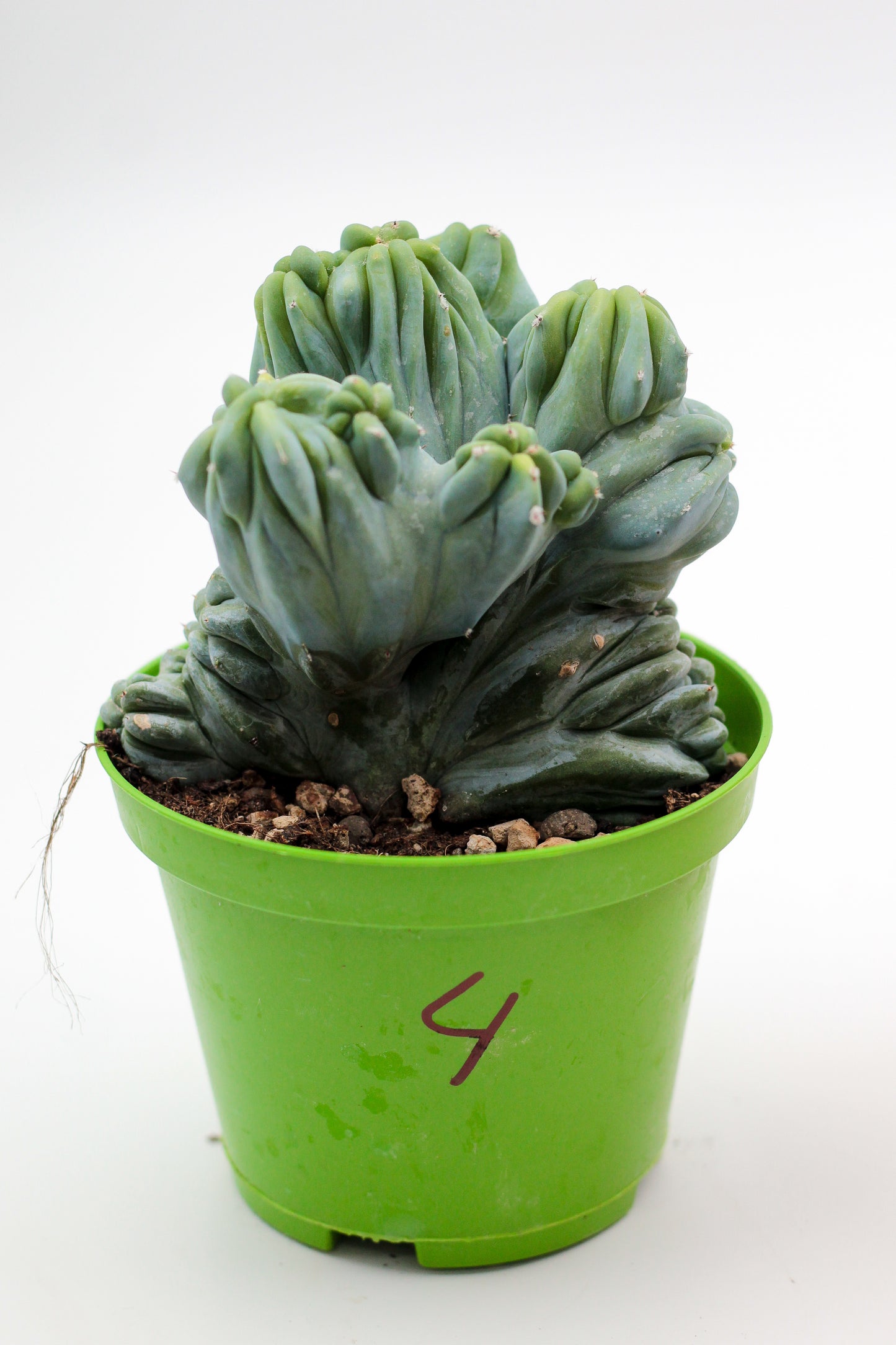 Cactus specials