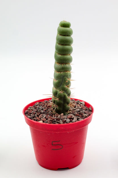 Cactus specials