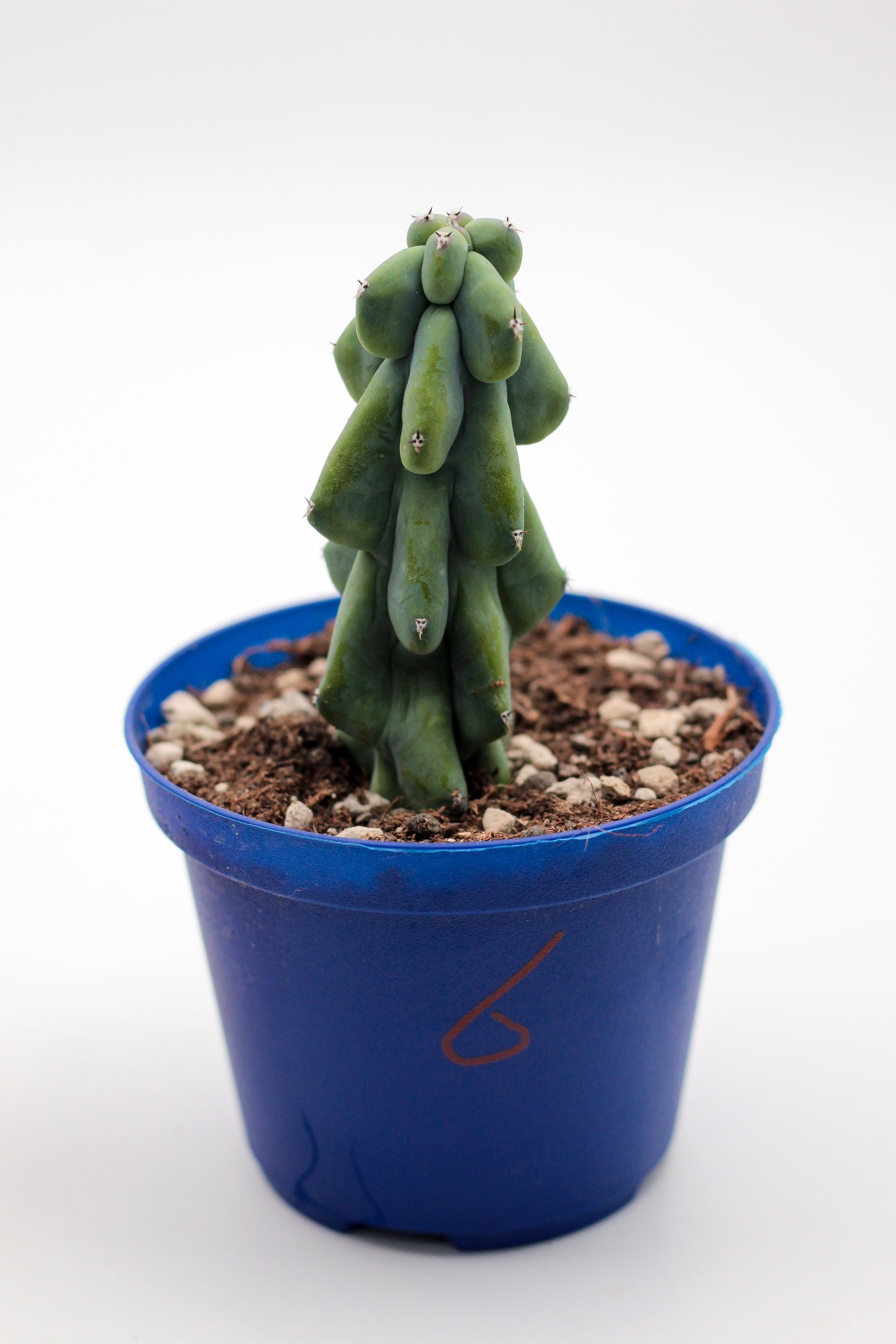Cactus specials