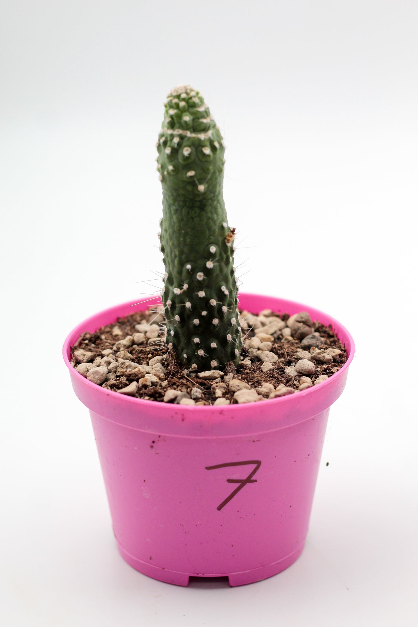Cactus specials