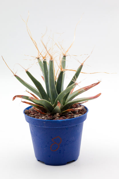Cactus specials