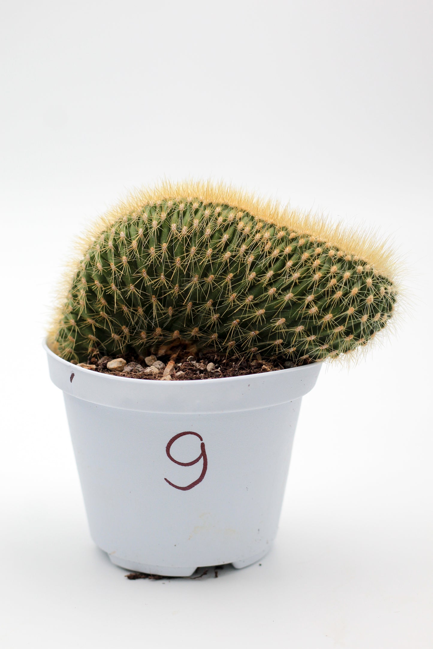 Cactus specials