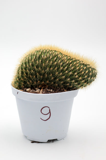 Cactus specials