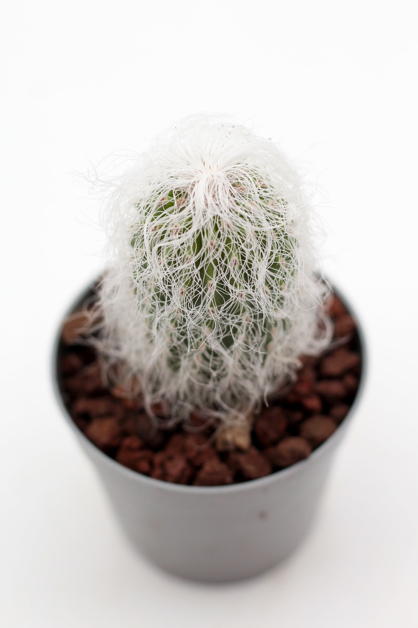 Cephalocereus senilis