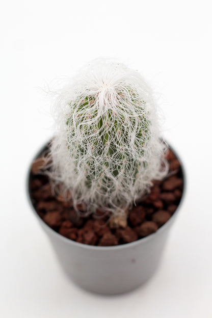 Cephalocereus senilis