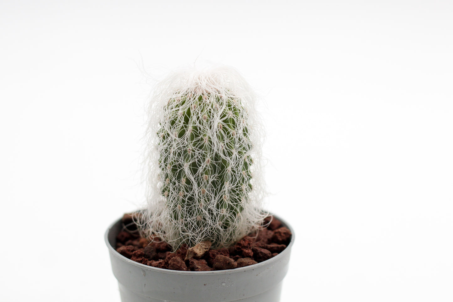 Cephalocereus senilis