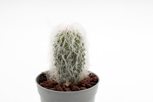 Cephalocereus senilis