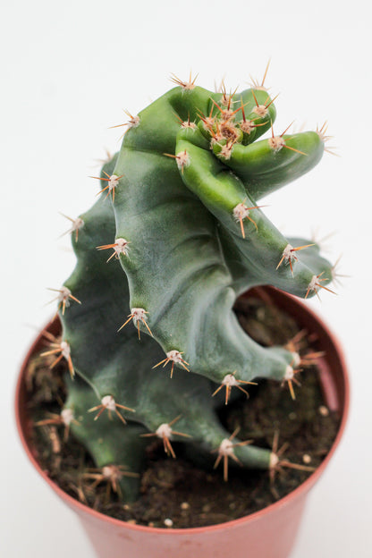 Cereus Jamacaru Spiralis