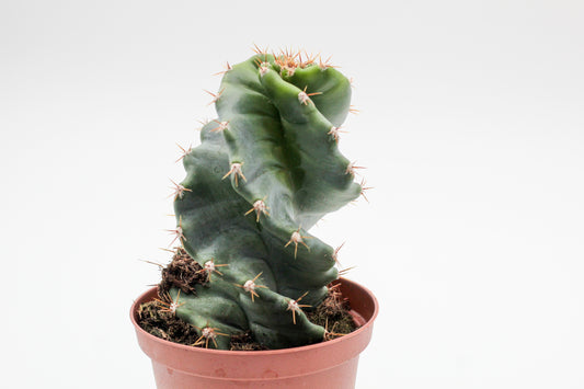 Cereus Jamacaru Spiralis