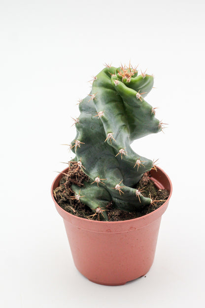Cereus Jamacaru Spiralis