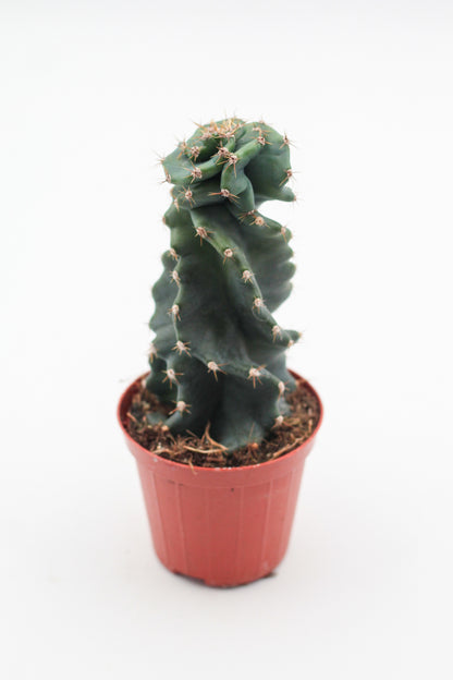 Cereus Jamacaru Spiralis