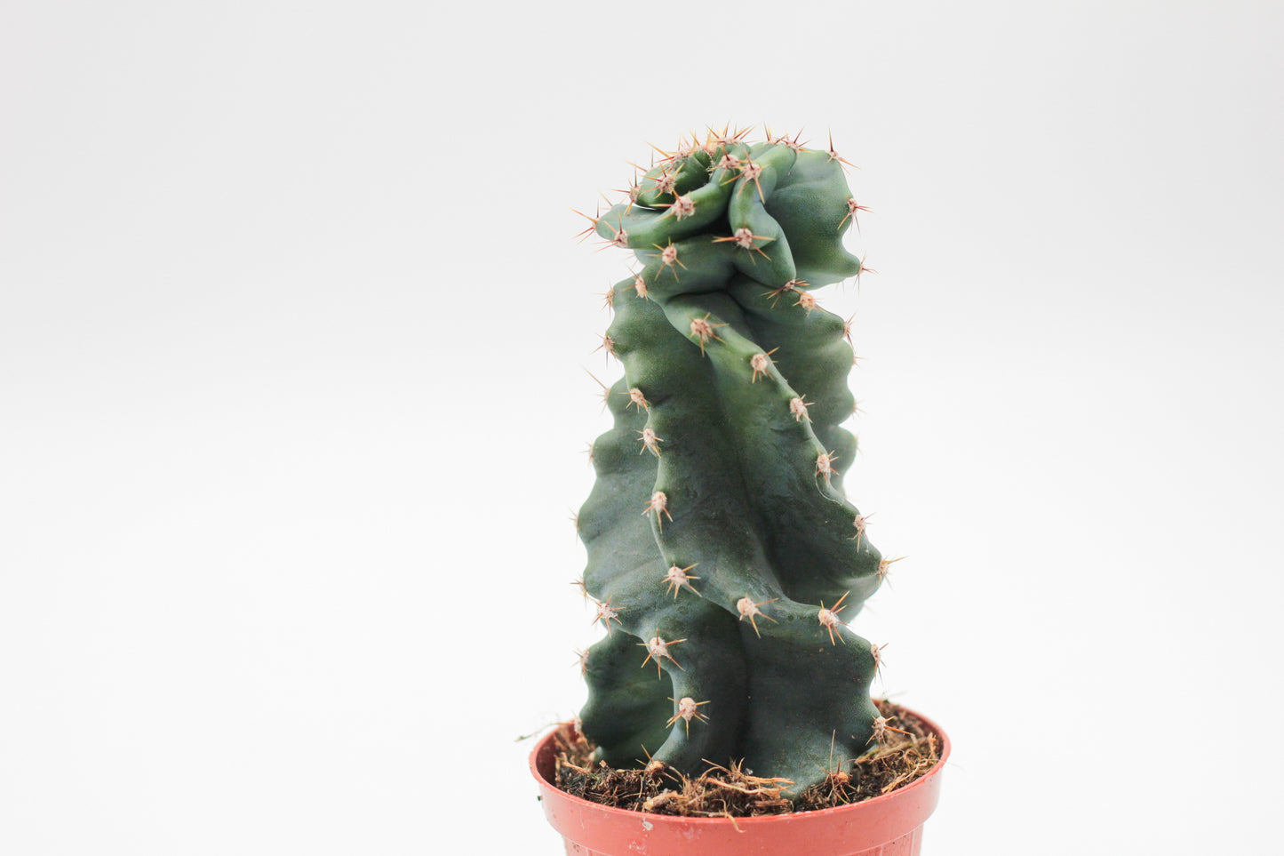 Cereus Jamacaru Spiralis
