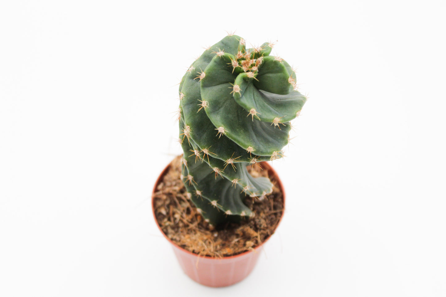 Cereus Jamacaru Spiralis
