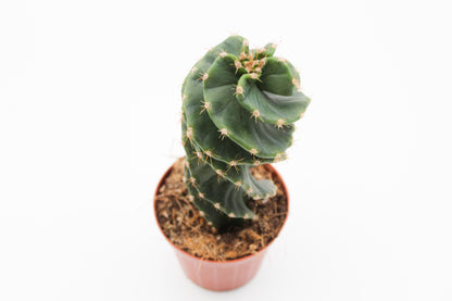 Cereus Jamacaru Spiralis