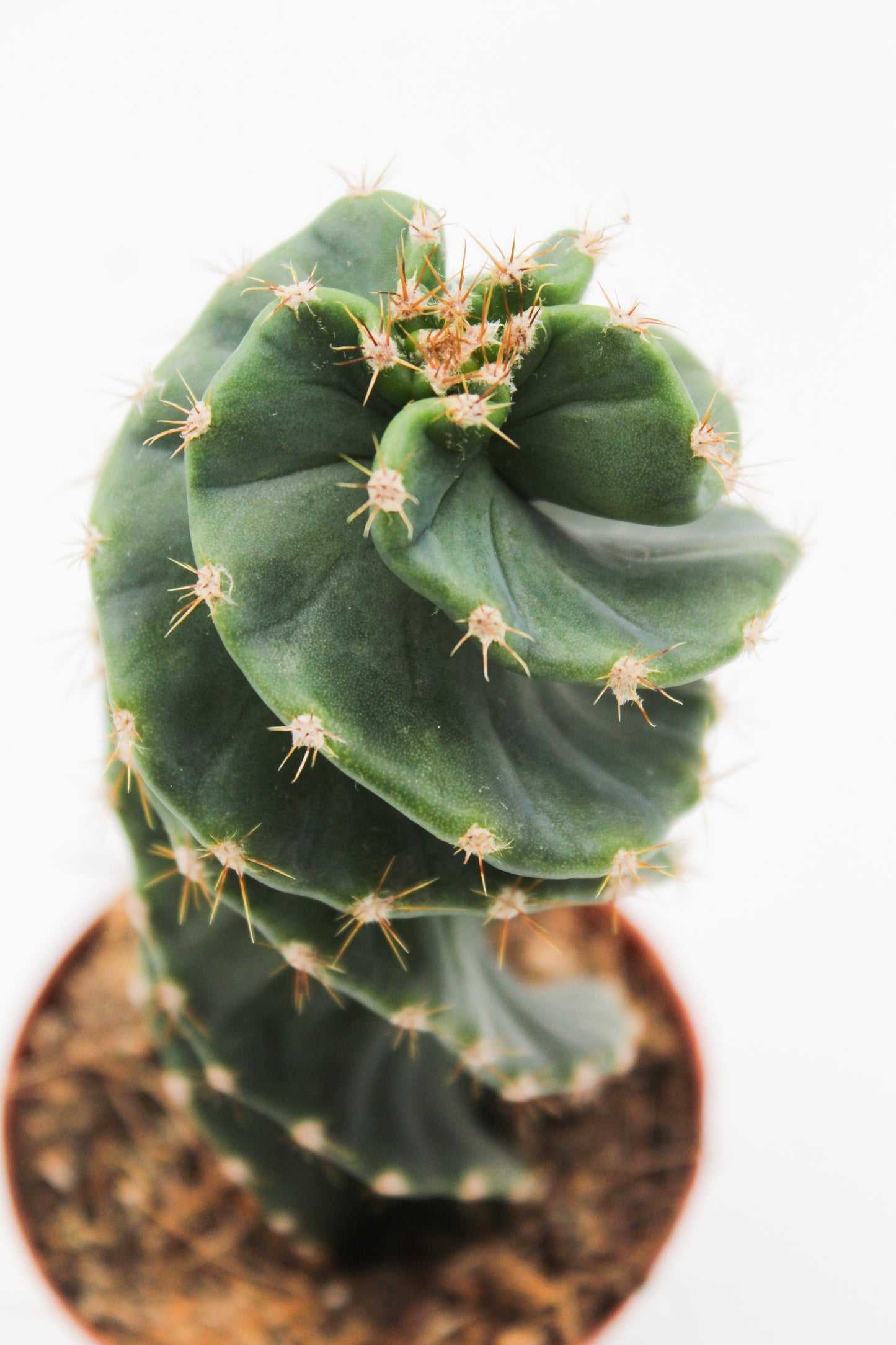 Cereus Jamacaru Spiralis