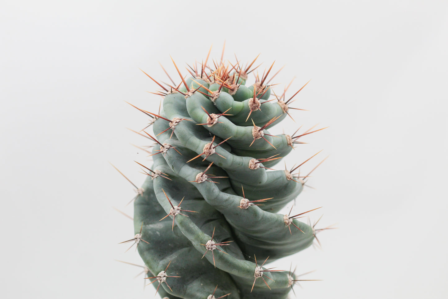 Cereus Jamacaru Spiralis large