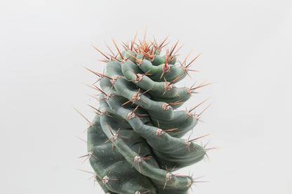 Cereus Jamacaru Spiralis large