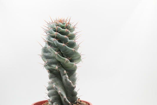 Cereus Jamacaru Spiralis large