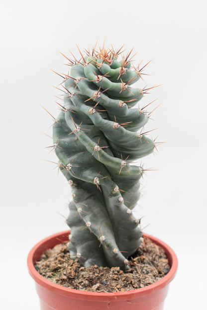 Cereus Jamacaru Spiralis large