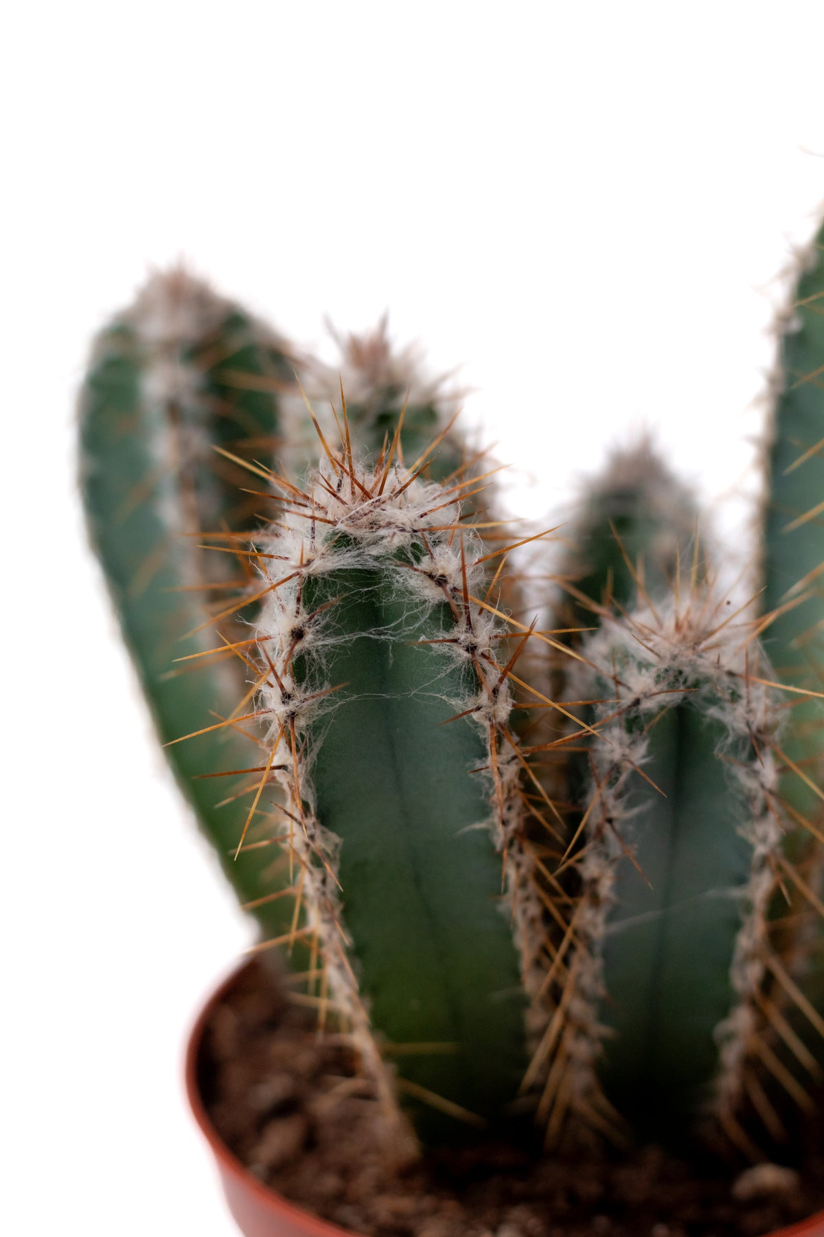 Cereus forbesii