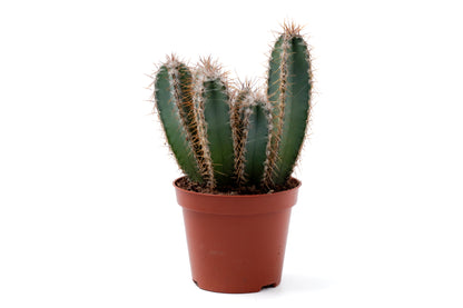 Cereus forbesii