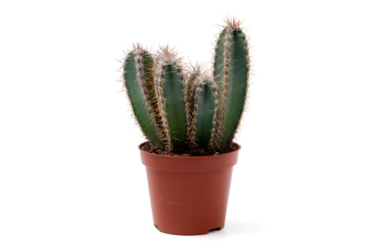 Cereus forbesii