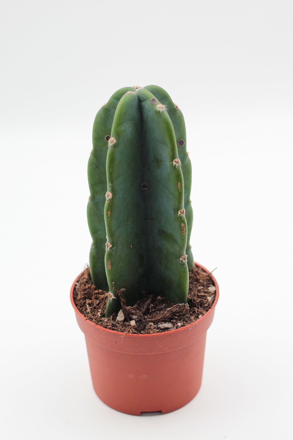 Cereus jamacaru inermis "Cuddly cactus"