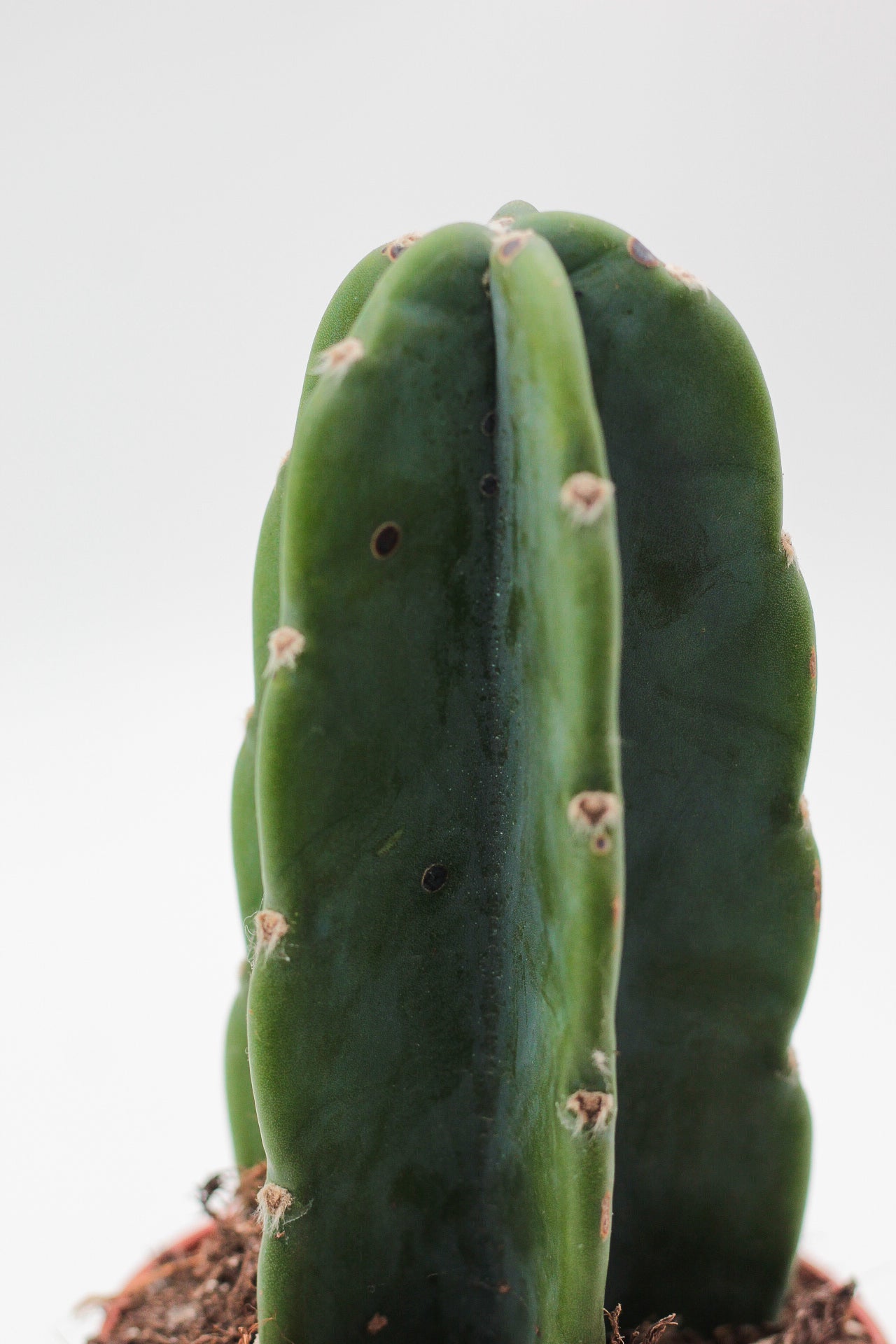 Cereus jamacaru inermis "Cuddly cactus"