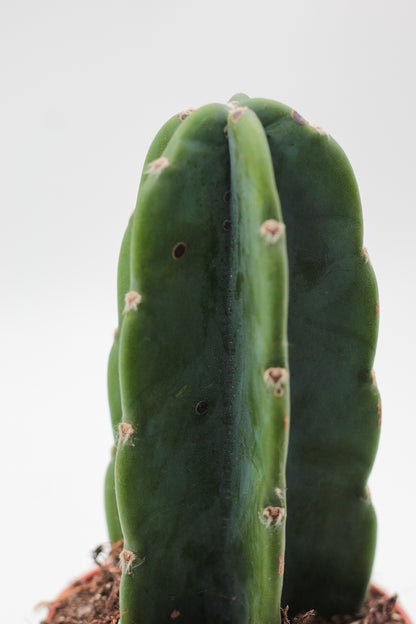 Cereus jamacaru inermis "Cuddly cactus"