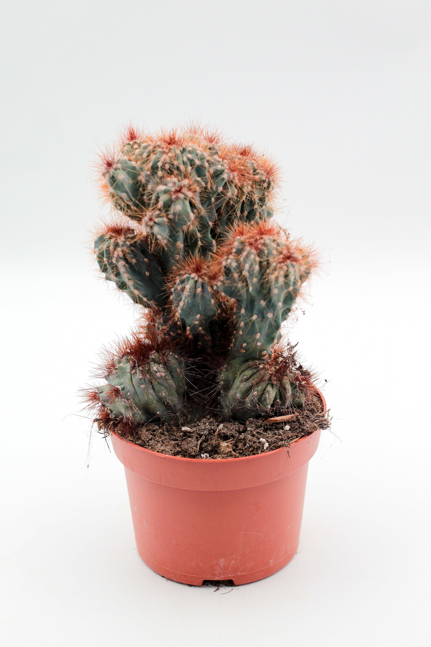 Cereus peruvianus monstrosus blue form groot