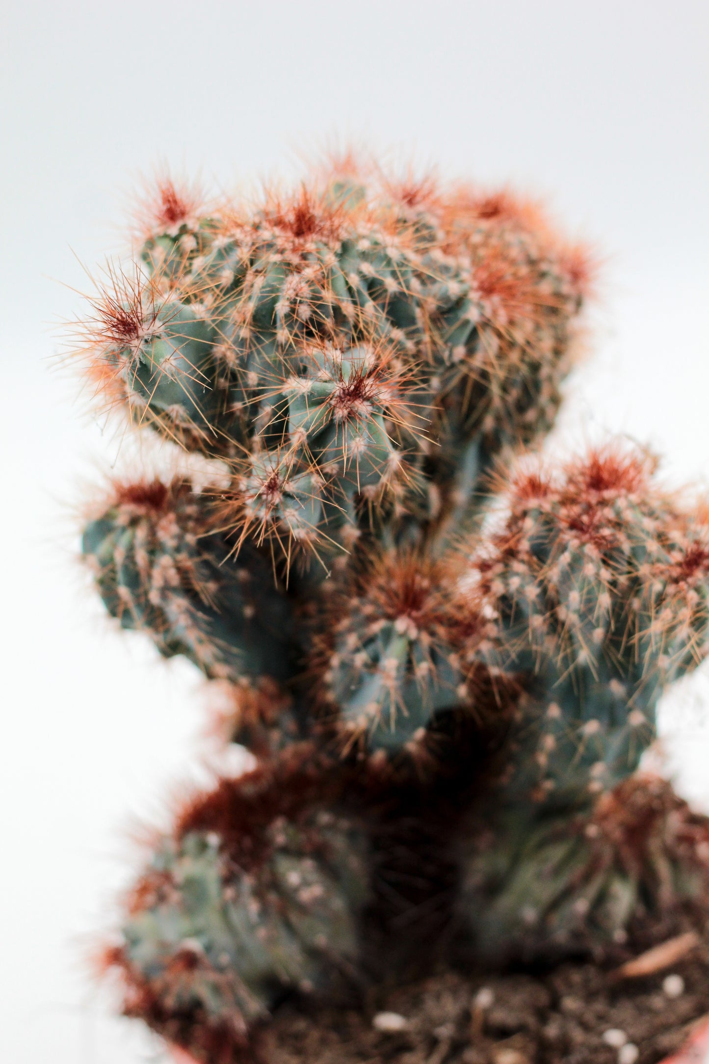 Cereus peruvianus monstrosus blue form groot