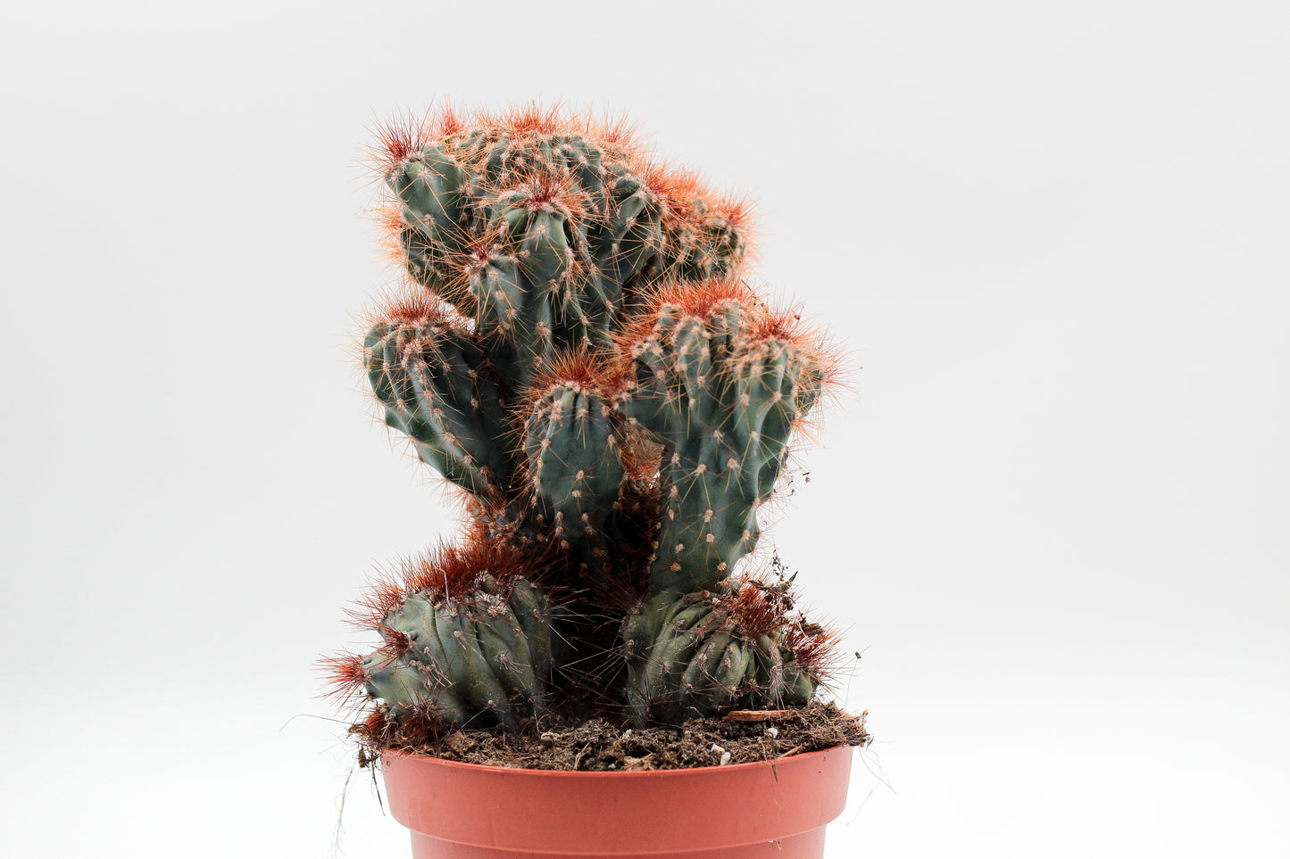 Cereus peruvianus monstrosus blue form groot