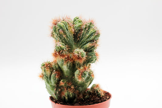 Cereus peruvianus monstrosus variegata